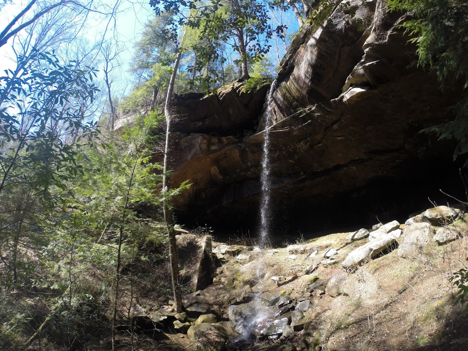 Rex's Adventures The Big TreeSipsey Wilderness AreaBankhead National ForestPreferred Hiking