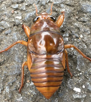 A cicada nymph which has just emerged from underground looking for a suitable spot to shed its skin