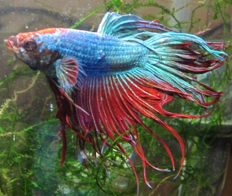 Ciri Ciri Ikan Hias sakit Atau Stres Gambar Ciri Ciri Ikan Hias sakit Atau Stres-Ikan Cupang