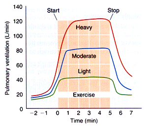 The Respiratory System's Response to Acute Exercise