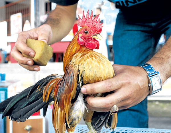 Laman Serama Parit Buntar ( Ayam Serama ) Cerita Ayam