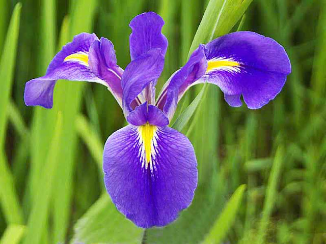 purple and yellow, iris, flower,オクラレルカ