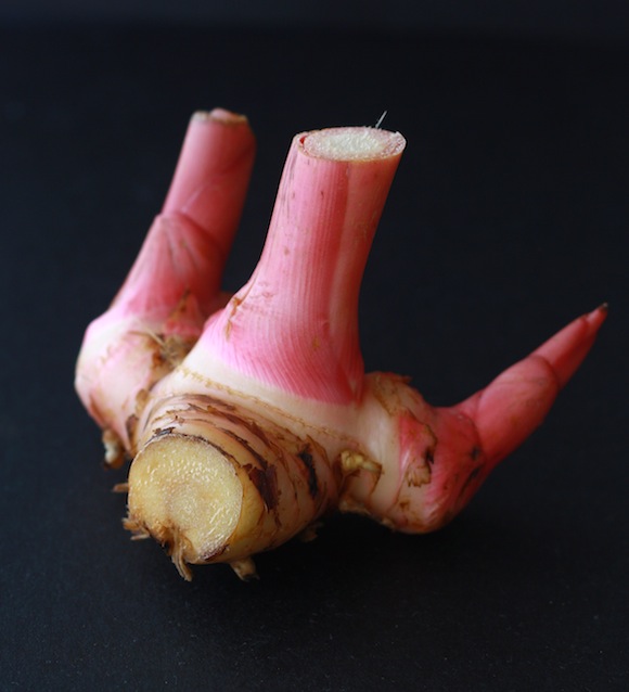 fresh galangal herb with red shoots and ringed rhizomes