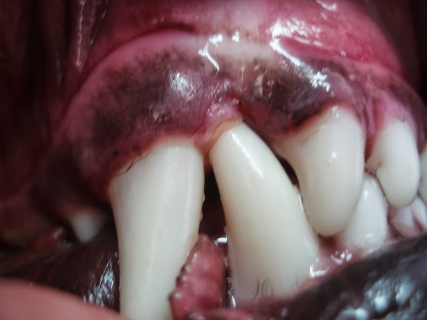 Dr Liz... the mad vet from Russell Vale Animal Clinic Dr Liz's Dental