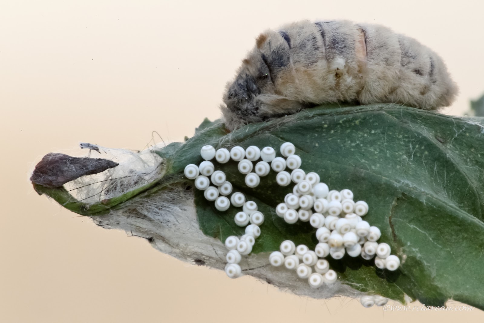 Photographie de la faune et Voyages Chenilles