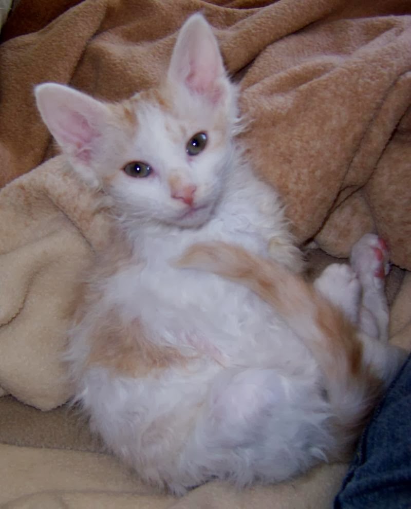 Cat Lucky LaPerm Cat Breed