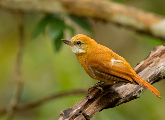 Pássaro Bico-Virado-da-Caatinga (Megaxenops parnaguae) 