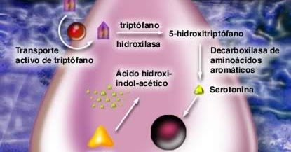 Ver imagen de origen Resultado de imagen de imagenes de sintesis de serotonina a partir de triptofano