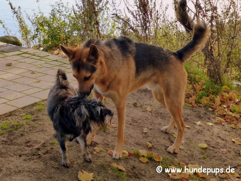 Hundepups Großer böser Hund