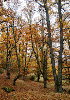 Tornavacas castaños en otoño