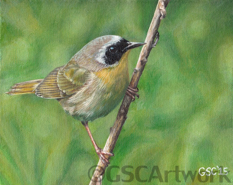 common yellowthroat warbler small wild bird acrylic painting art