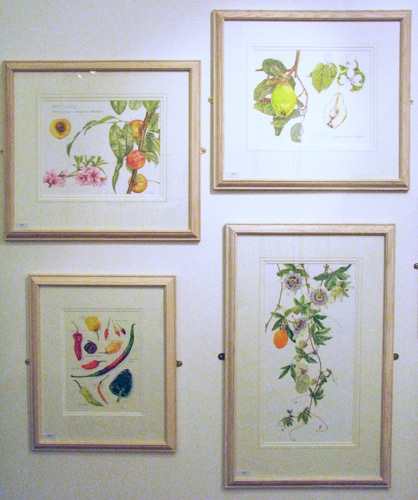 0007275528 botanical painting with coloured pencils making a mark botanical art in coloured pencils 0007275528 botanical painting with coloured pencils making a mark botanical art in coloured pencils