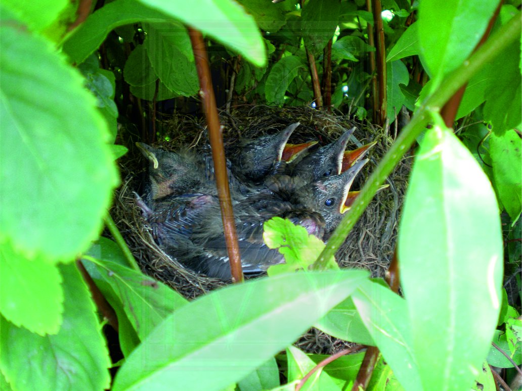 Bird In Everything Poison Birds