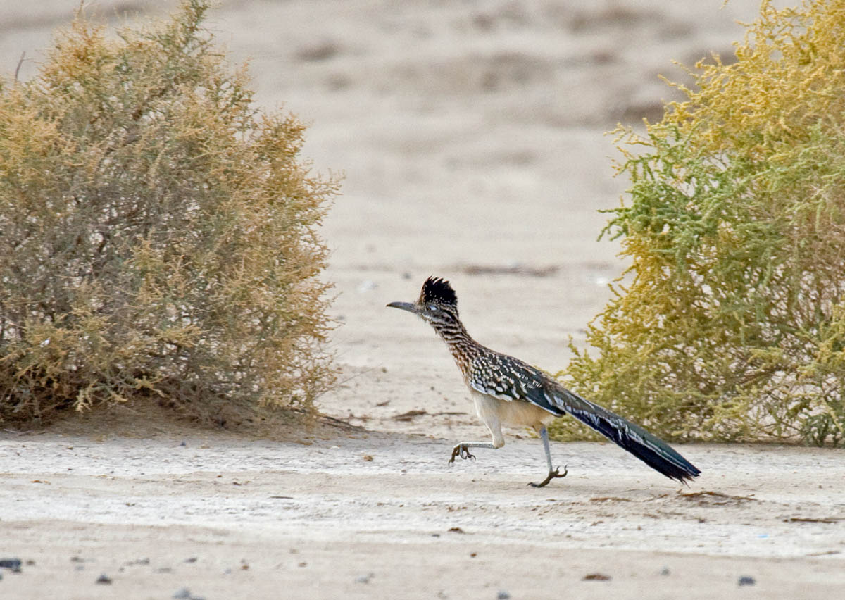 Greater Roadrunner at Borrego Springs Greg in San Diego