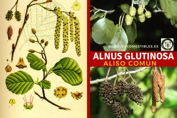 Alnus glutinosa, Áliso común, es árbol capaz de fijar el nitrógeno en el suelo.