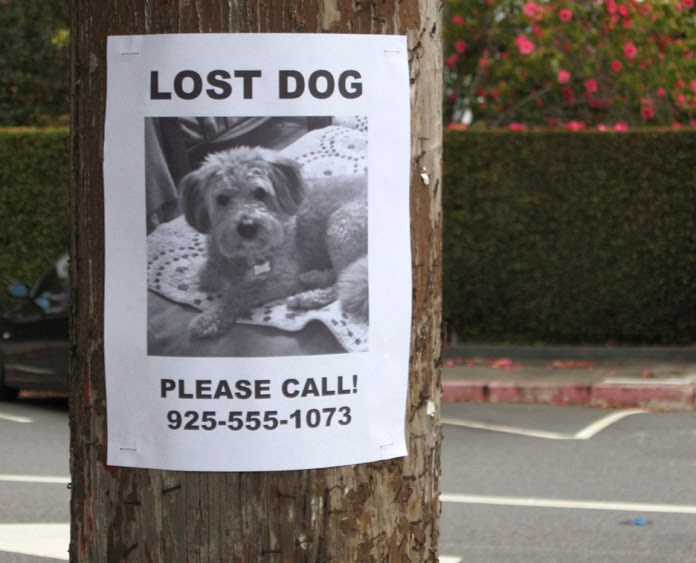 Lost the animals. The Lost Dog. Lost Pet. The Dog is Lost. Объявление Lost animals.