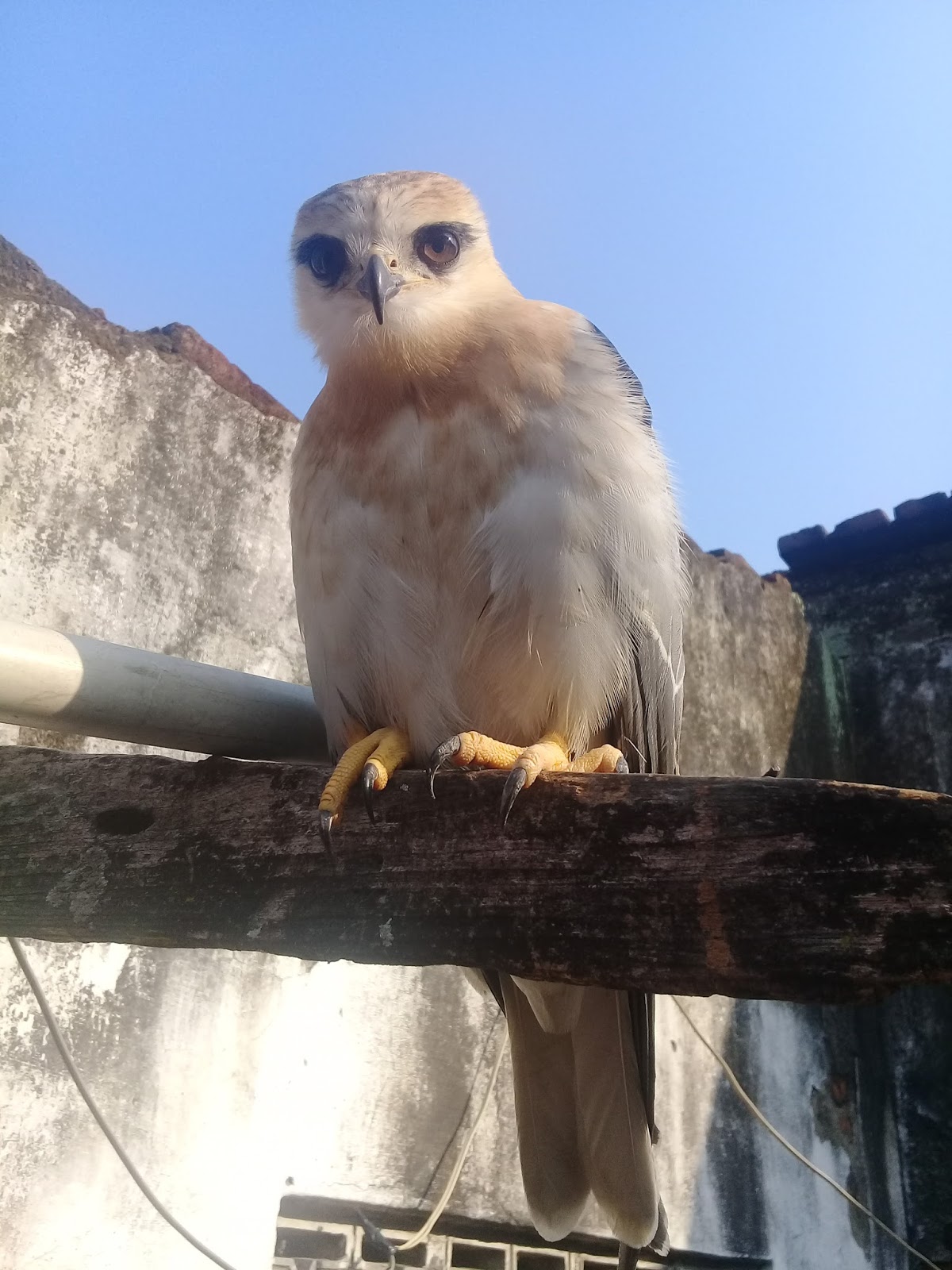 Pakan Alternatif Untuk Burung Elang Eagle Food 2 Kumpulan