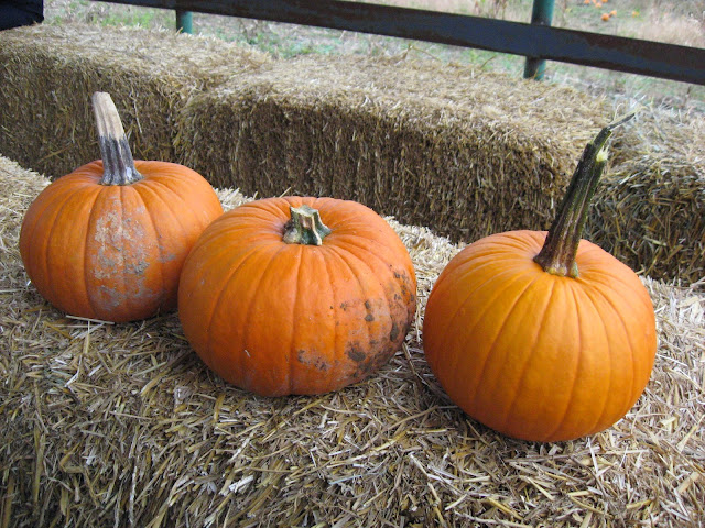 pumpkin picking at Hill High Farm in Winchester VA, Fall family fun in Northern Virginia,