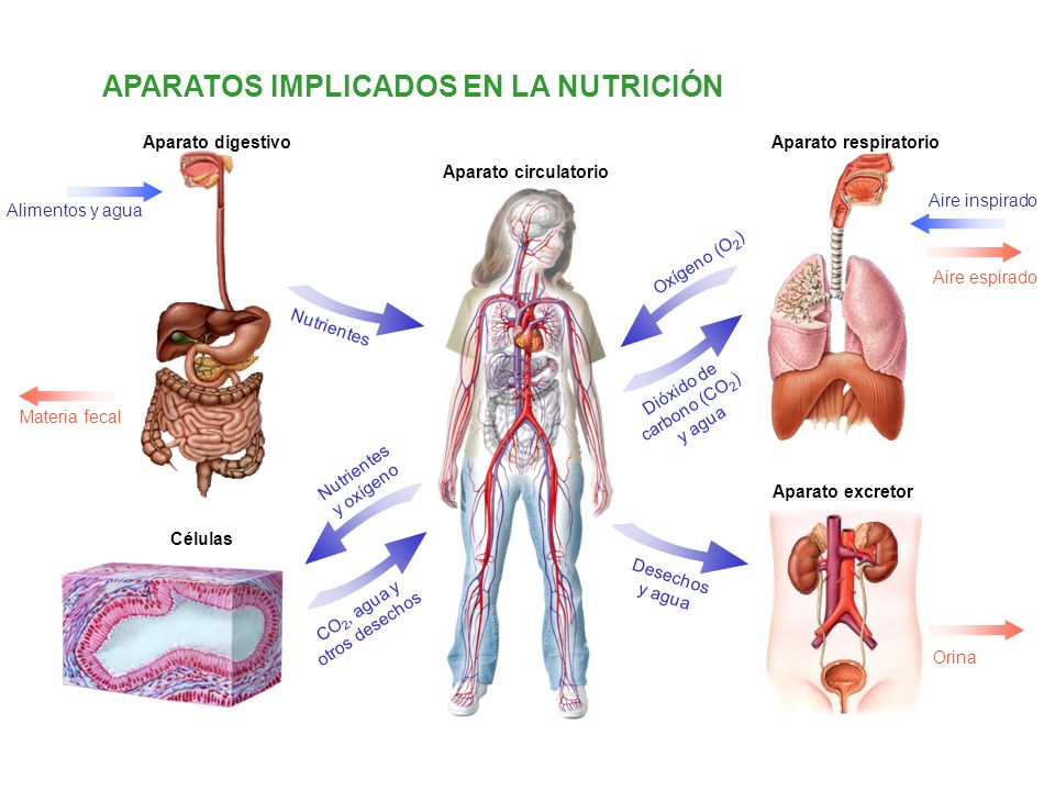Nutrisalud al día mayo 2017