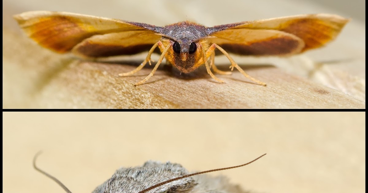 On the Subject of Nature: Some Magnificent Moths