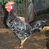 Ancona Chicken Farming
