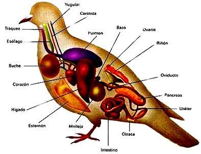 Dibujos Fotos Acrostico Y Mas Dibujos De Campesinos Por El Dia Del