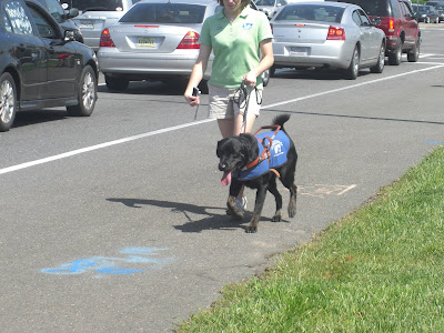 Picture of Rudy in coat/harness doing a forward walk beside the traffic with another puppy raiser (we all did a 'quick