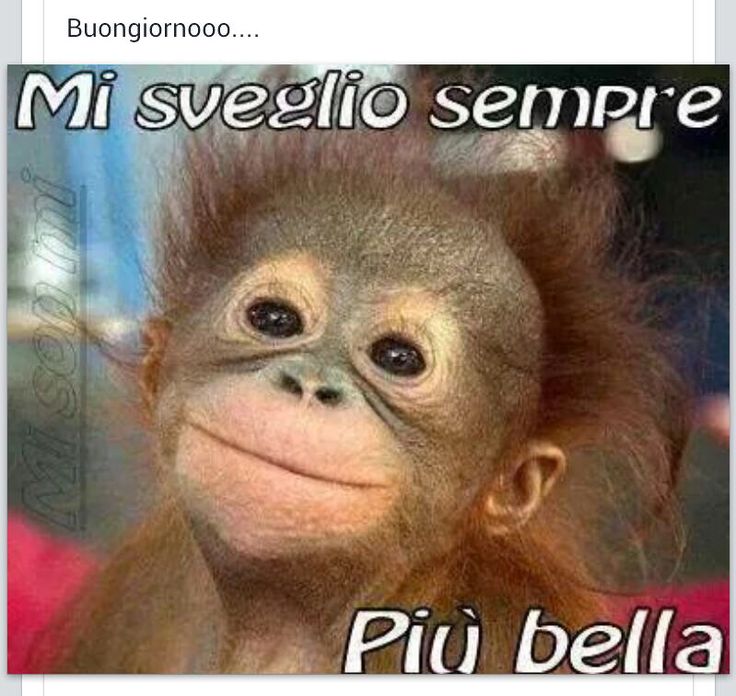 Buongiorno Divertenti PHOTO GALLERY jpg (736x696)