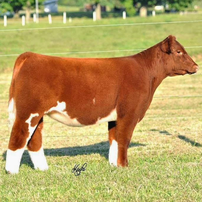 DIAMOND G CATTLE CO. Richey Cattle Indiana