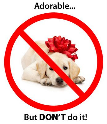 Dont give dogs as gifts