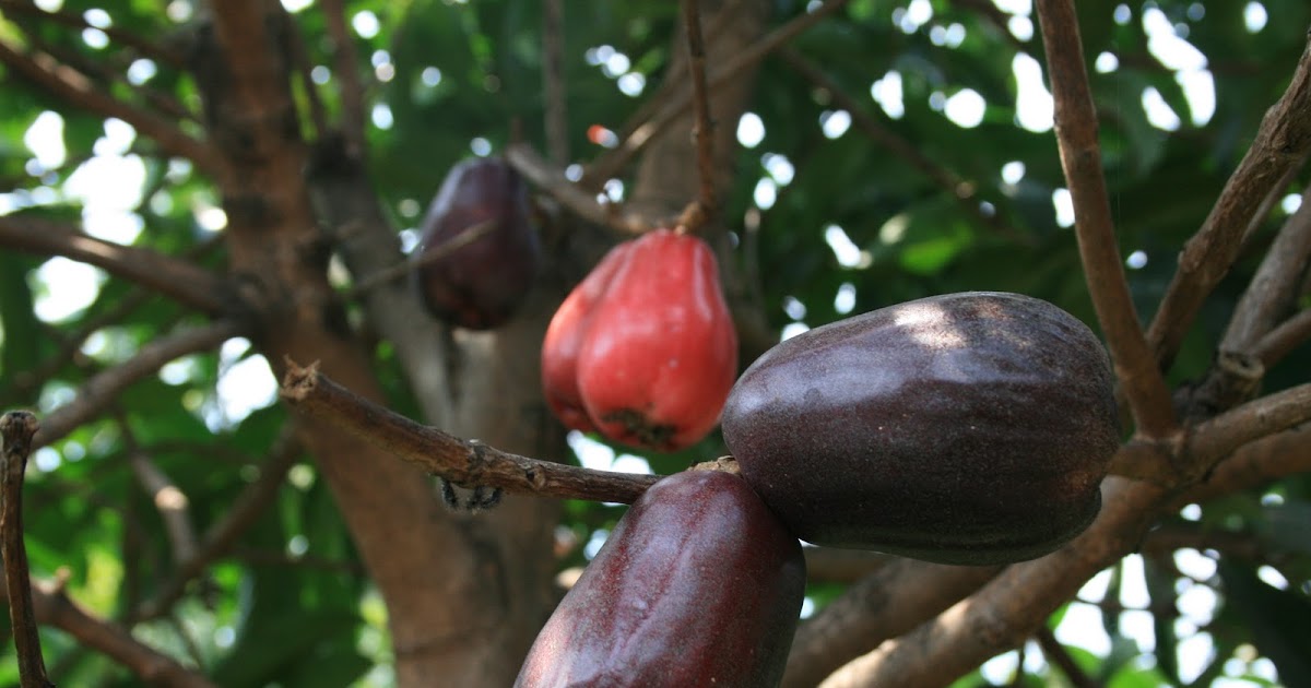 MARI MENANAM JAMBU JAMAIKA Trik dan Tips Budidaya