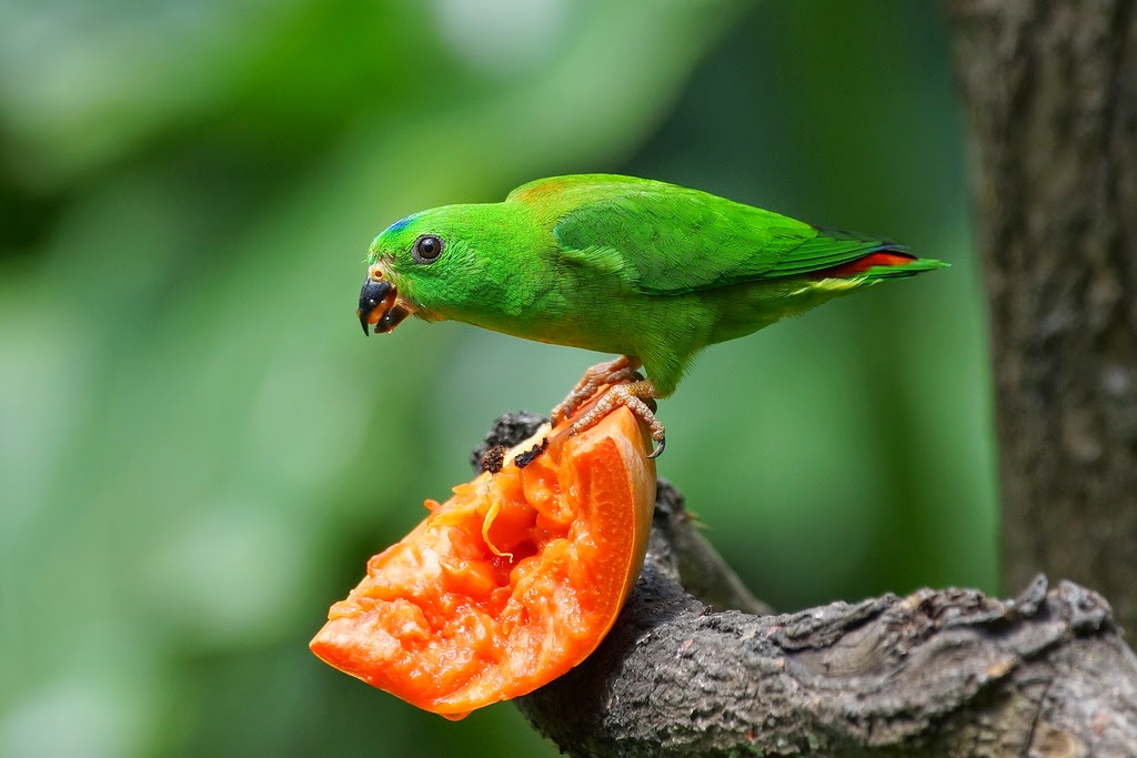 Foto Burung Srindit Kalimantan Terbaik