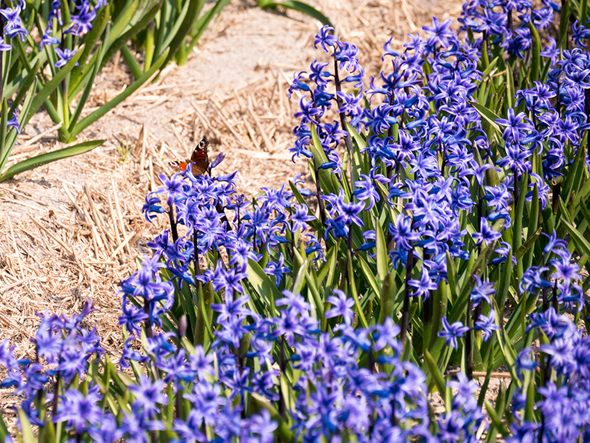 Tulpenblüte in Keukenhof Tulpenblüte in Keukenhof