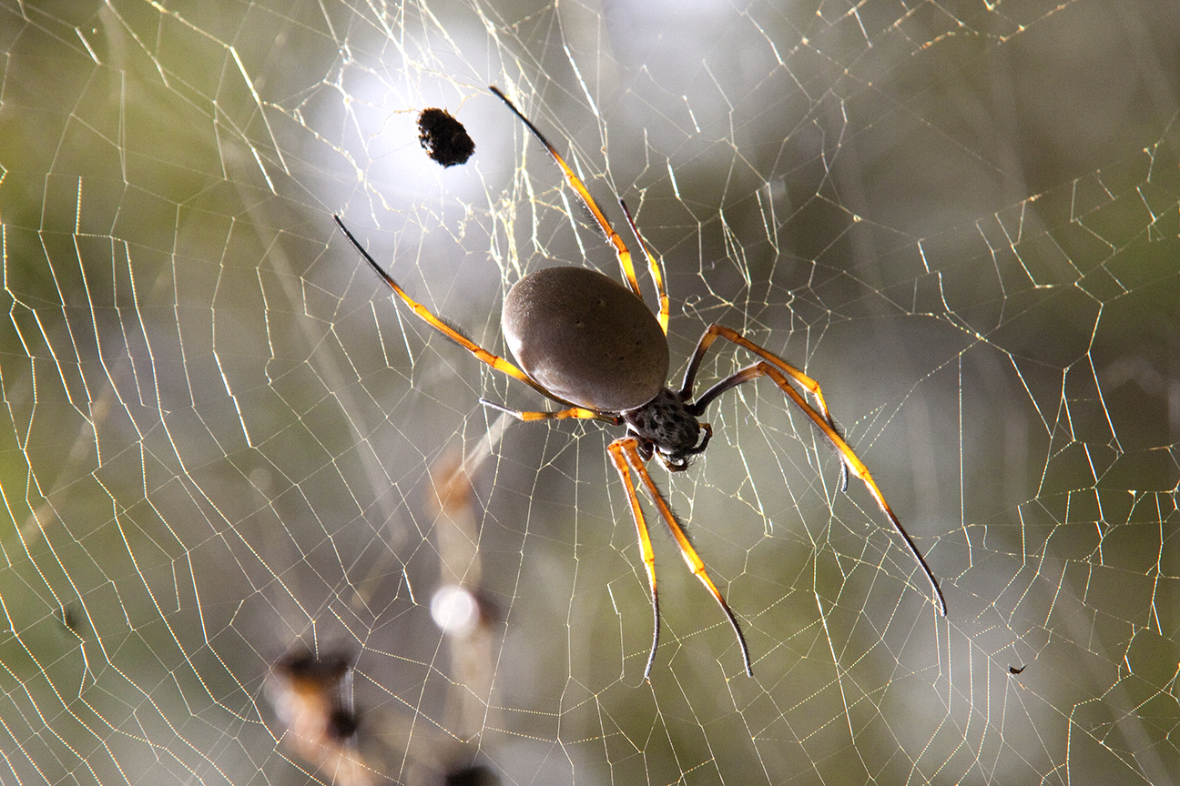 Walsh Insect Images by Christine Walsh: Australian Insects