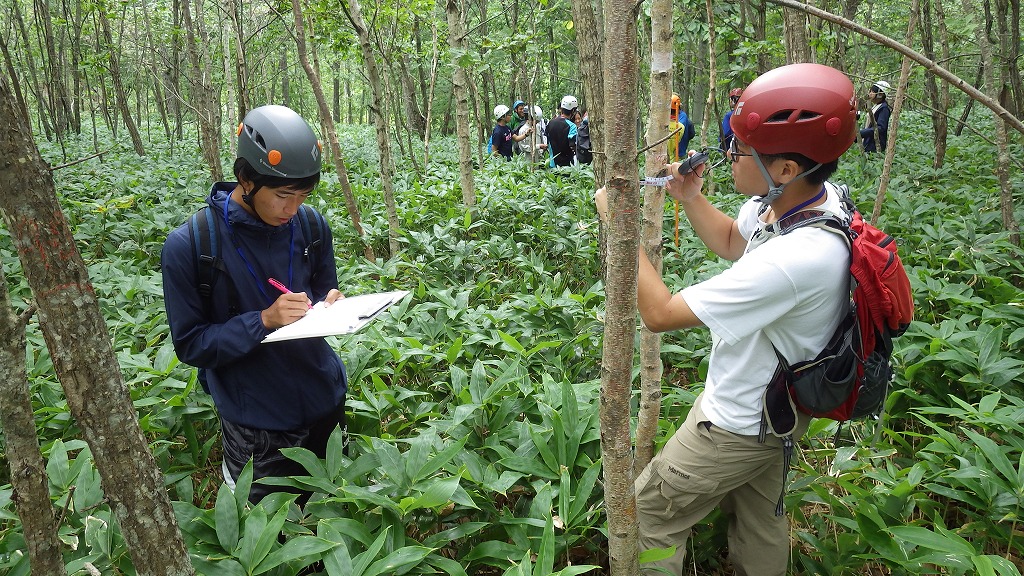 カラフルな葉を持つ植物 - カラフルな葉を持つその他の植物