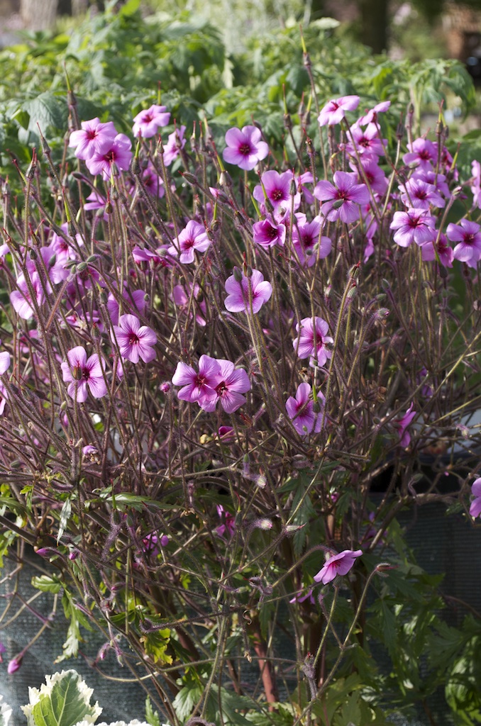 Dingue De Plantes 2015