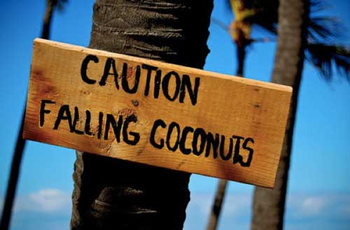 death by falling coconut death by falling coconut