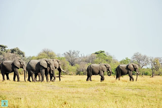 Elefantes en la Reserva de Moremi de Botswana