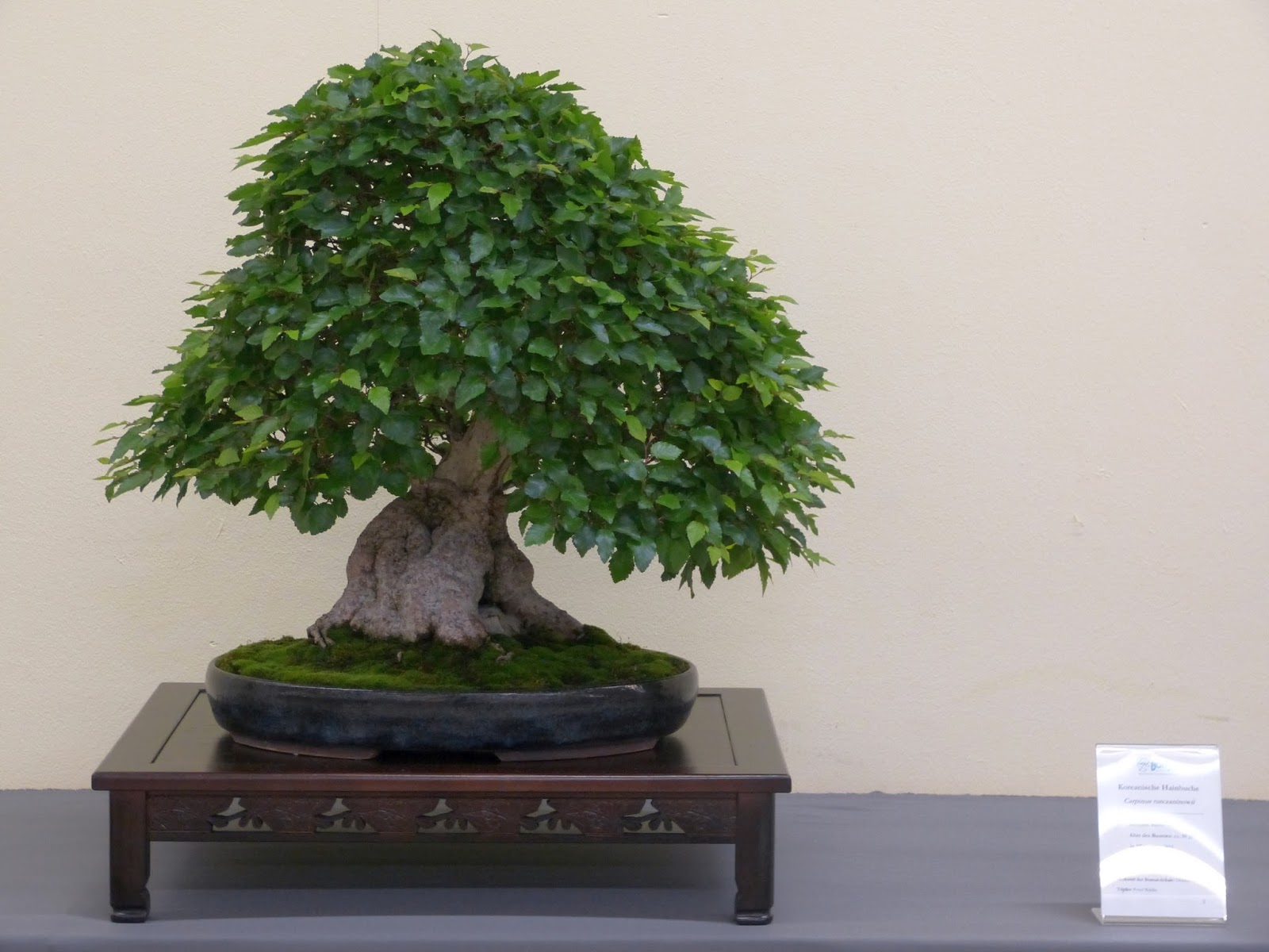 Holger's Bonsai Blog BCD Ausstellung 2016 in Leipzig