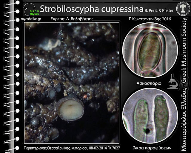 Strobiloscypha cupressina B. Perić & Pfister
