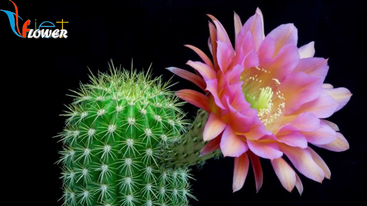 Ý nghĩa hoa Xương rồng - Cactus