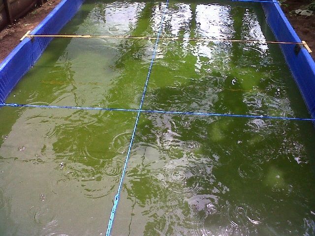 Ini Dia Fungsi Kolam Ikan di Rumah dan Sekolah