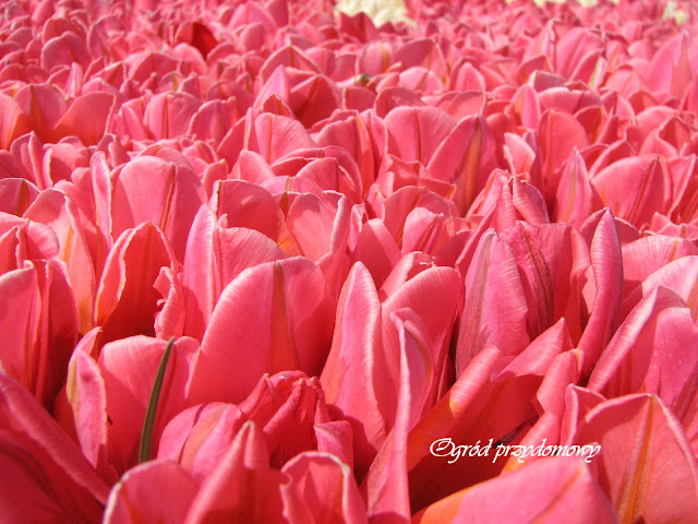 Żuławski Tulipan, ogród przydomowy
