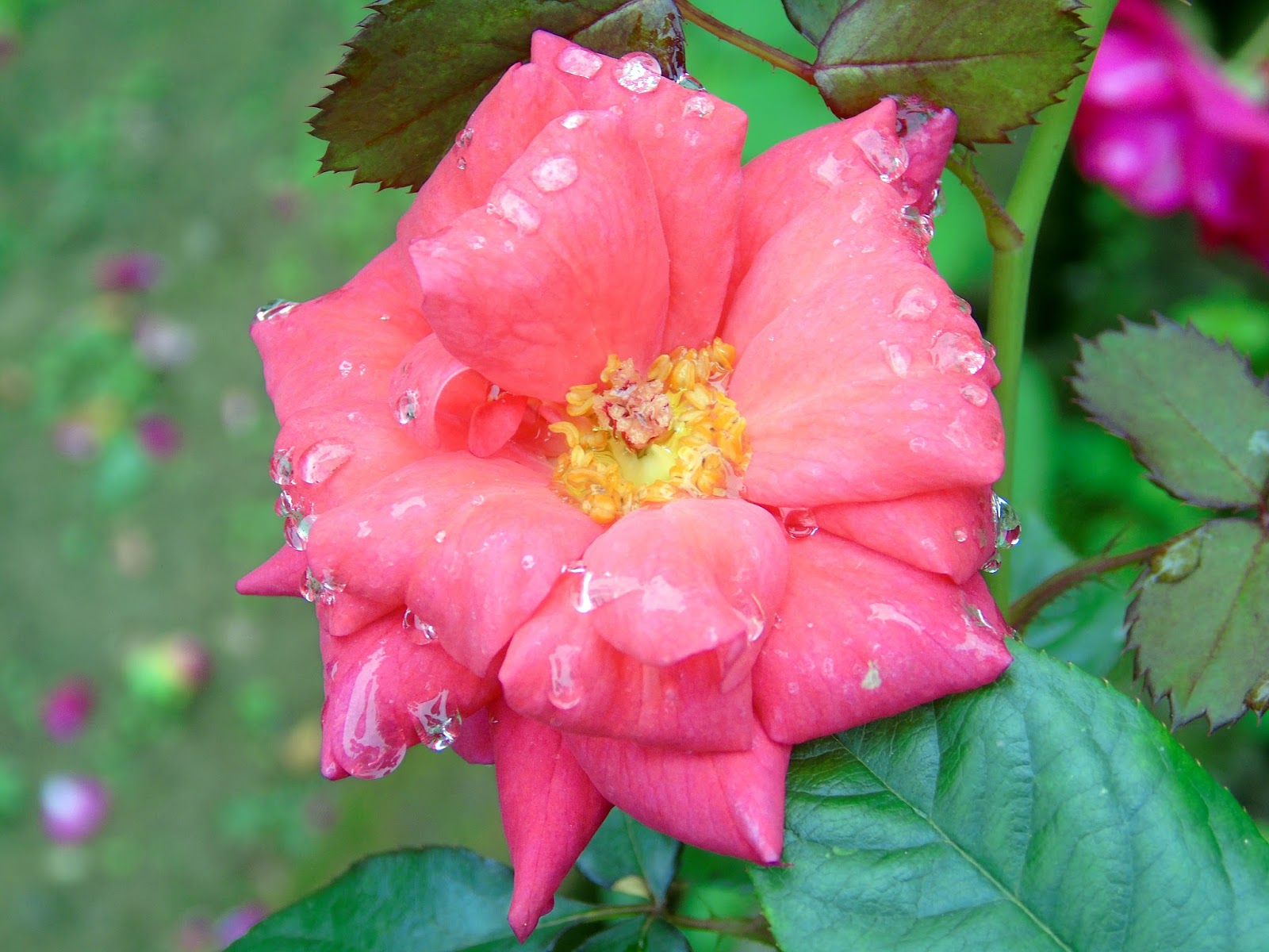 Rosas (Rosa spp.) | A planta da vez