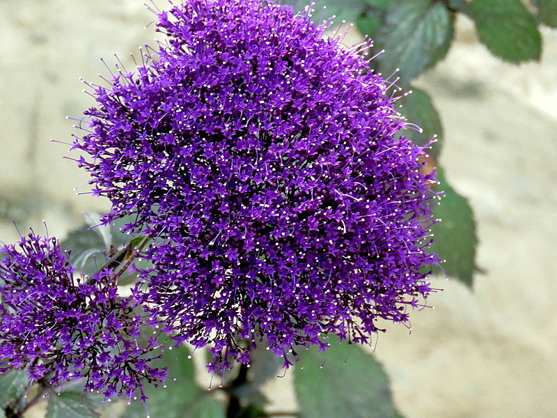 Трахелиум лесное озеро фиолетовый