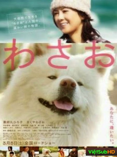 Chú Chó Akita
