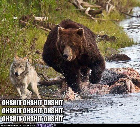 funny shit blog: wolf vs bear
