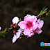 Beautiful peach Flower In Nepal