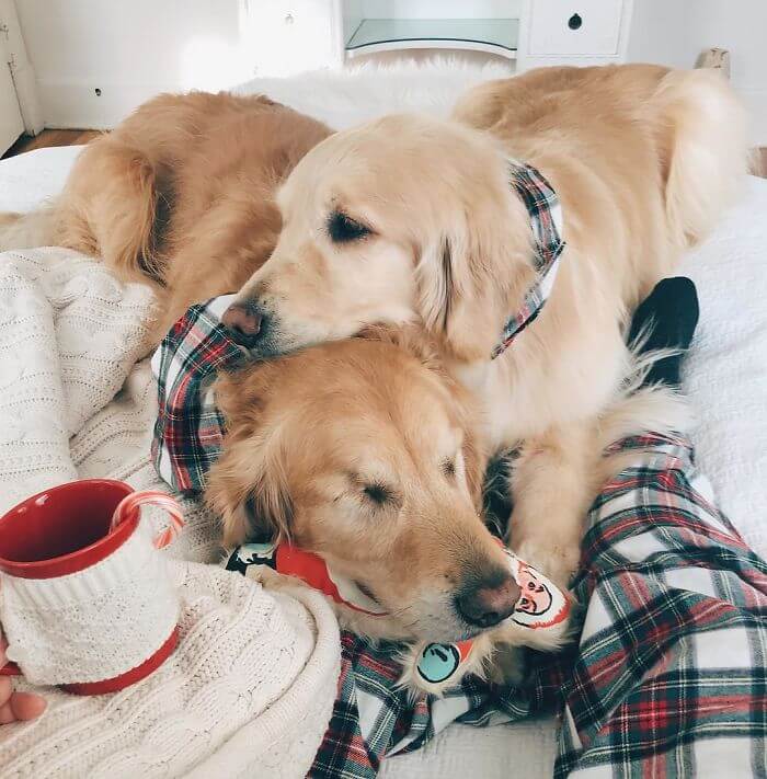 Heartwarming Pictures Of A Blind Golden Retriever And His Guide Dog Best Friend