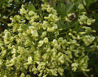 Hoa hòe, hoa hòe bài thuốc đông y, tri benh tri